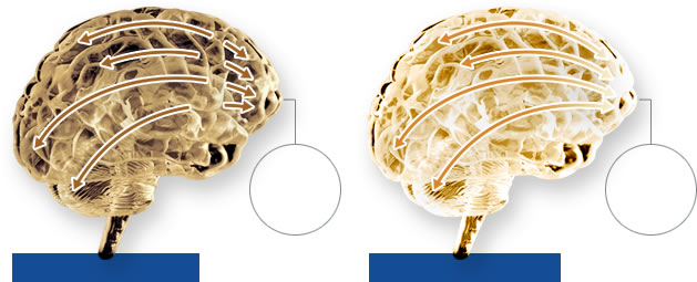 Brain